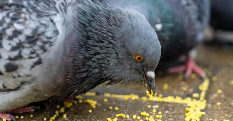 pigeon eating seeds off ground