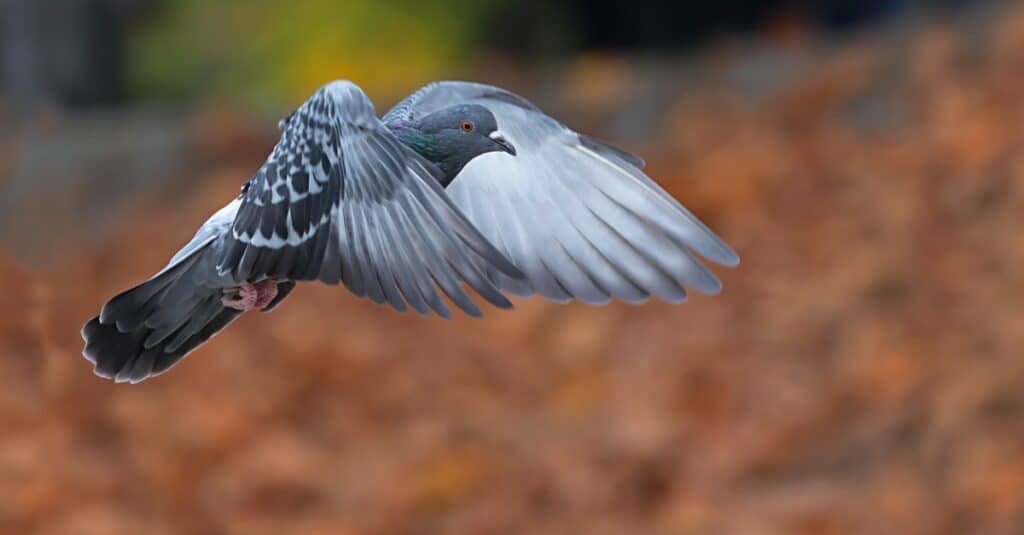 pigeon in flight