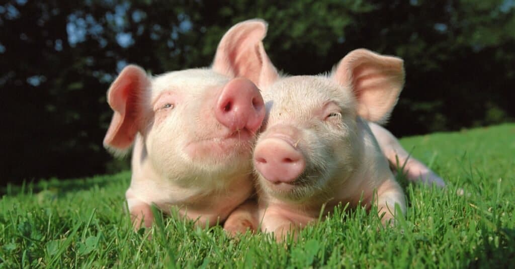 how long do pigs live?