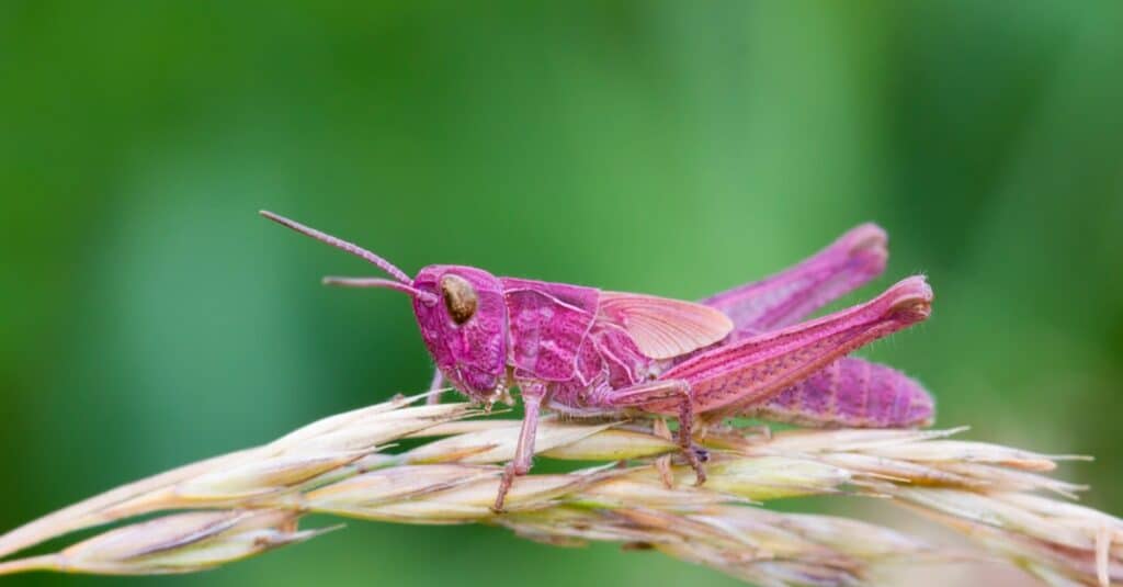 pink grasshopper on leaf with blurred background