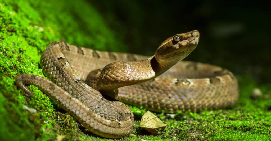 Pit vipers can strike accurately in the dark
