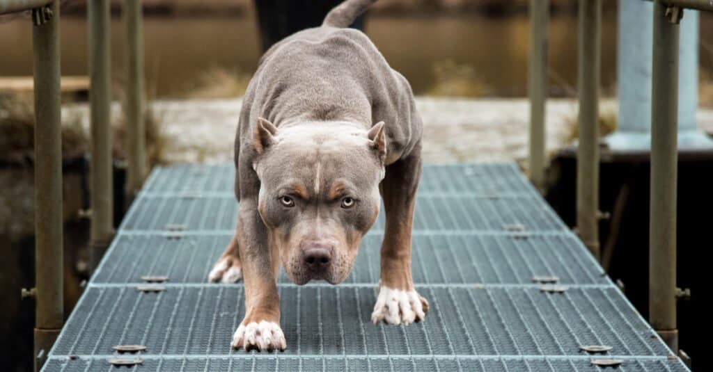 pitbull crouched down on path