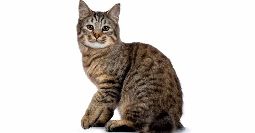 can bobcats breed with domestic cats