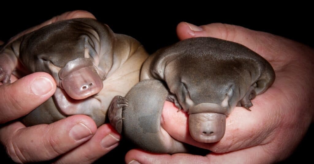 Baby platypuses 