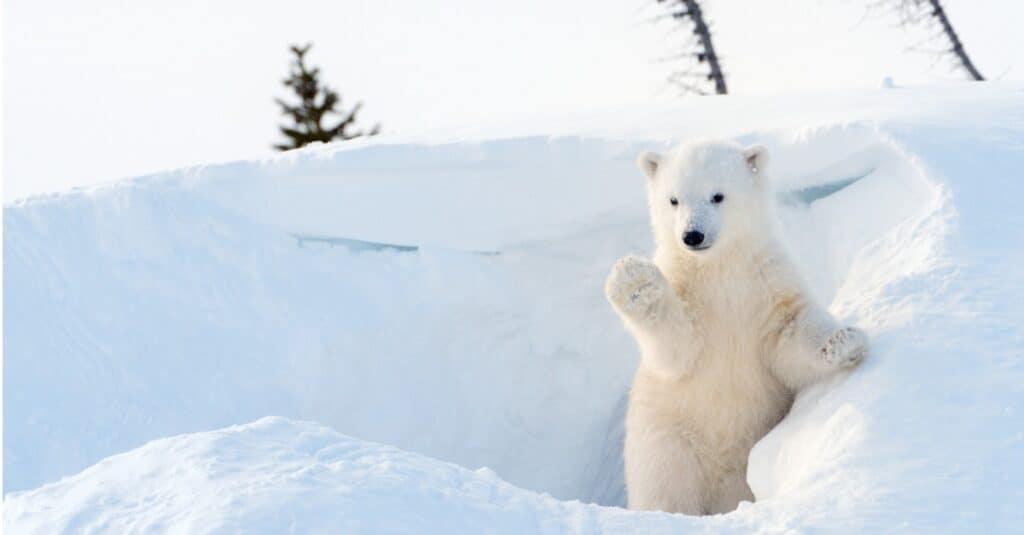 polar bear in snow cave