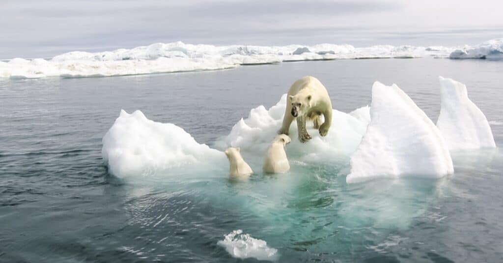 белые медведи в арктической воде