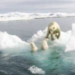 polar bears in arctic water