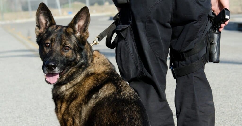 do police dogs have ranks