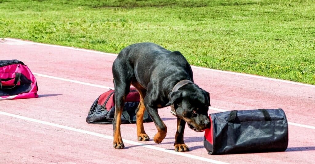 Types of Police dogs