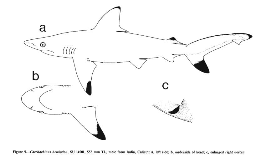 Endangered sharks
