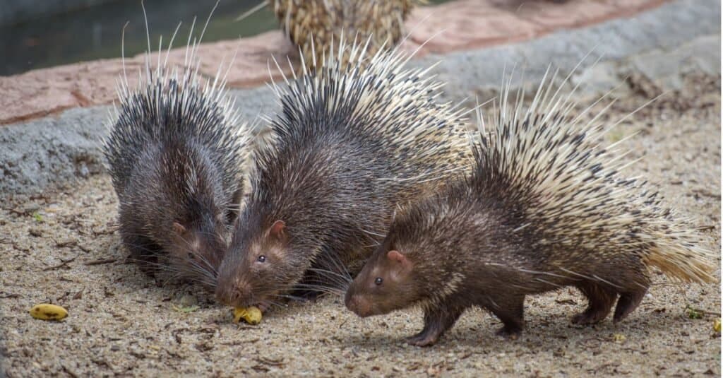 porcupines eating