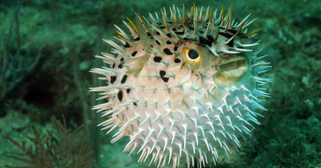 pufferfish inflated