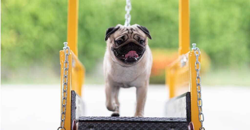 A pug walks on treadmill.