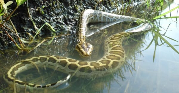 9 Non-Venomous Snakes in the World - A-Z Animals