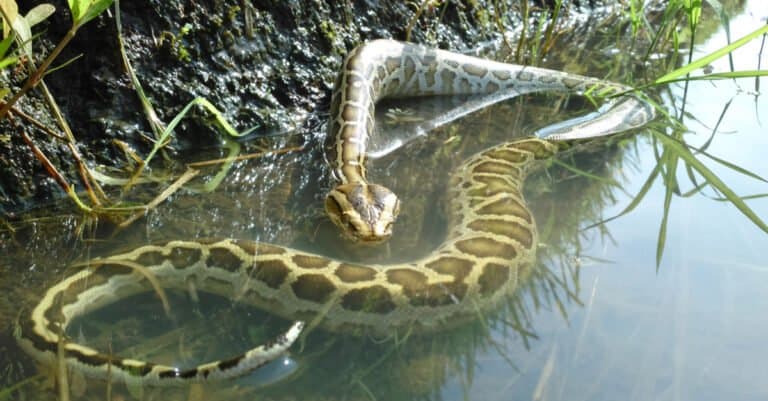 huge python in the water