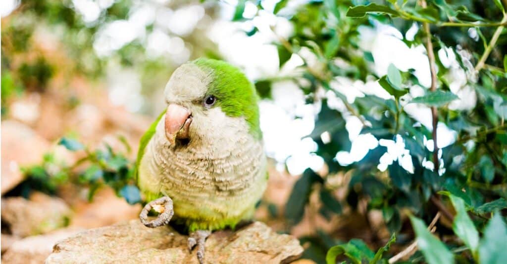 quaker parakeet perched on a rock by a bush
