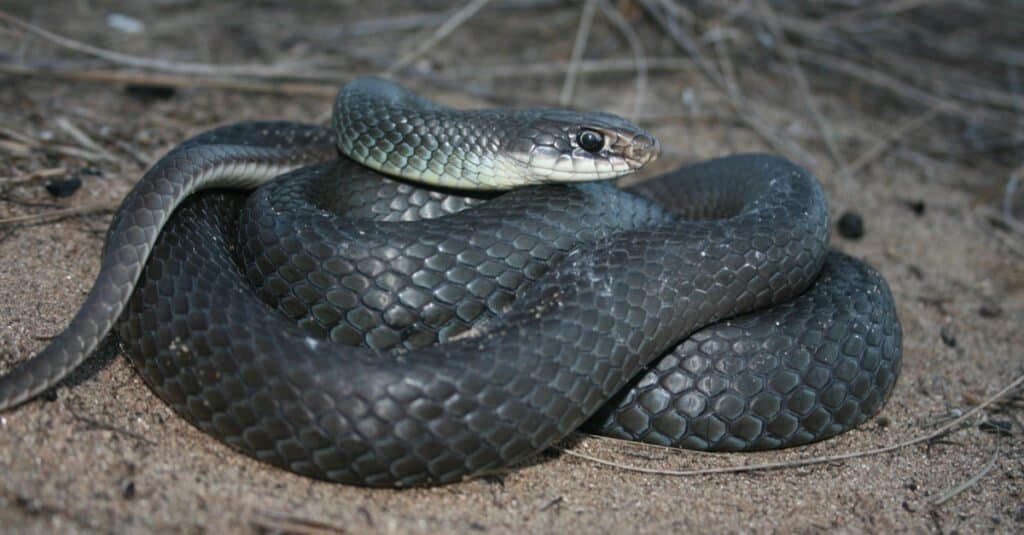 racer snake curled up on ground