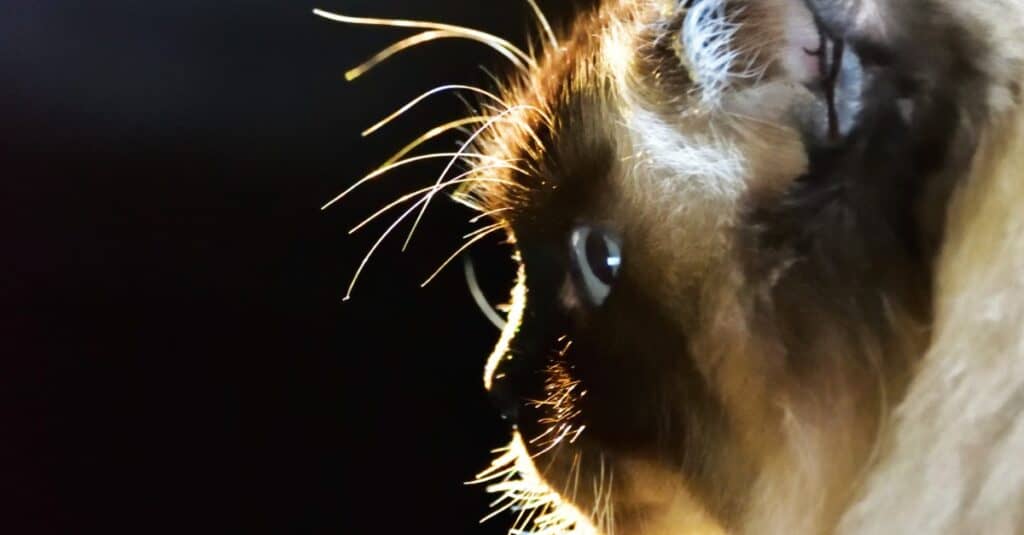 close-up-chocolate-point-ragdoll-cat-side-view