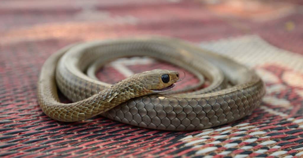 rat snake curled up on outdoor rug