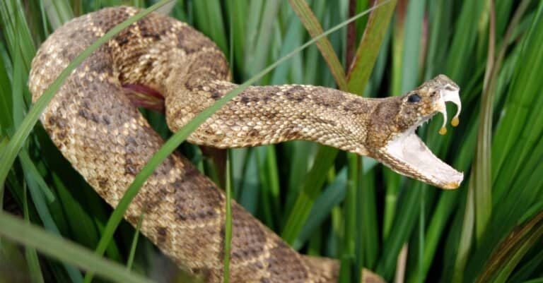 rattlesnake in grass with venom
