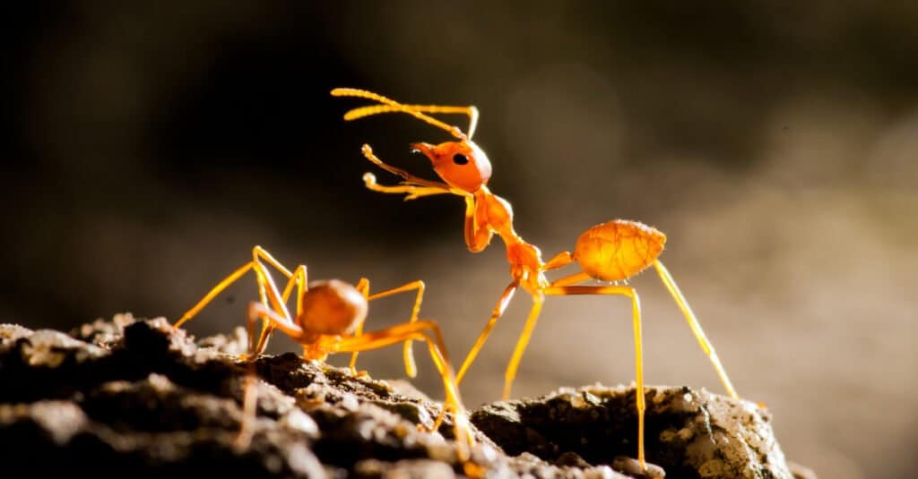 red ants climbing on rock
