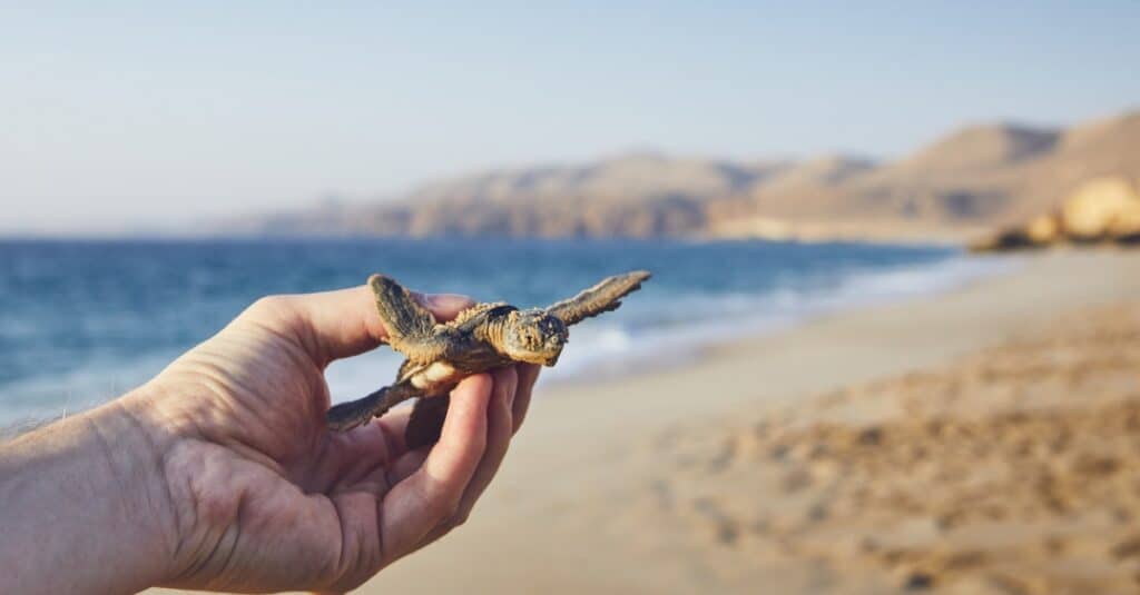 FACT] Baby Turtles are the cutest thing ever. : r/TurtleFacts