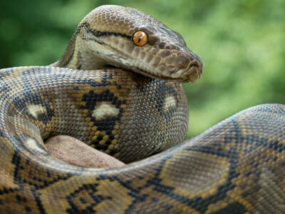 A 9 Non-Venomous Snakes in the World