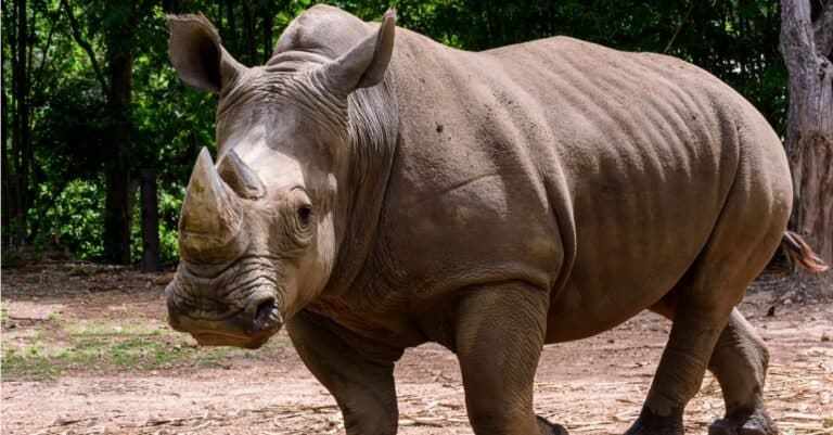 What Do Rhinos Eat? - A-Z Animals