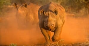 Wild Rhino Chase Caught on Film: Two Massive Beasts vs. Moving Car Picture