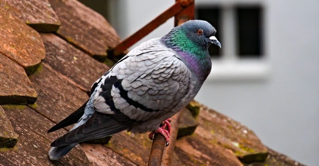 rock pigeon sitting on top a roof
