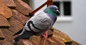 Pigeon Lifespan: How Long Do Pigeons Live? Picture