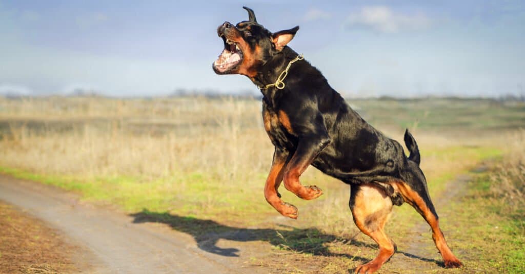 rottweiler angry in a field