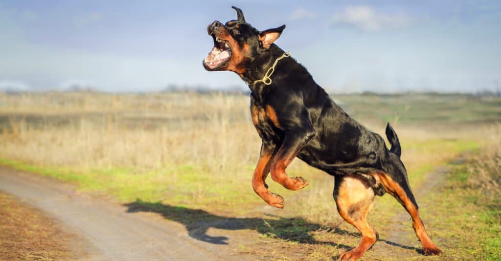 Rottweiler vs. Wolf: Which Animal Would Win a Fight? - AZ Animals