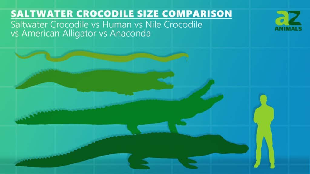 saltwater crocodile size comparison