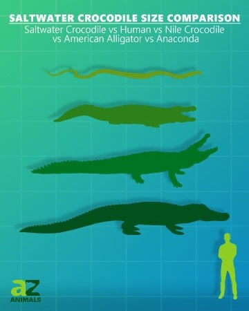 saltwater crocodile size comparison nile crocodile american alligator human anaconda