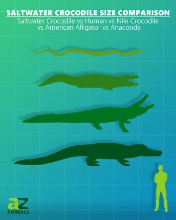 Wrap forening Ferie Saltwater Crocodile Size Comparison: Their Size vs. Humans - AZ Animals