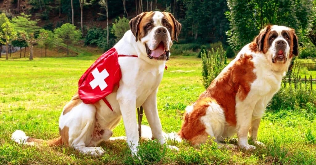Saint Bernard search and rescue dogs