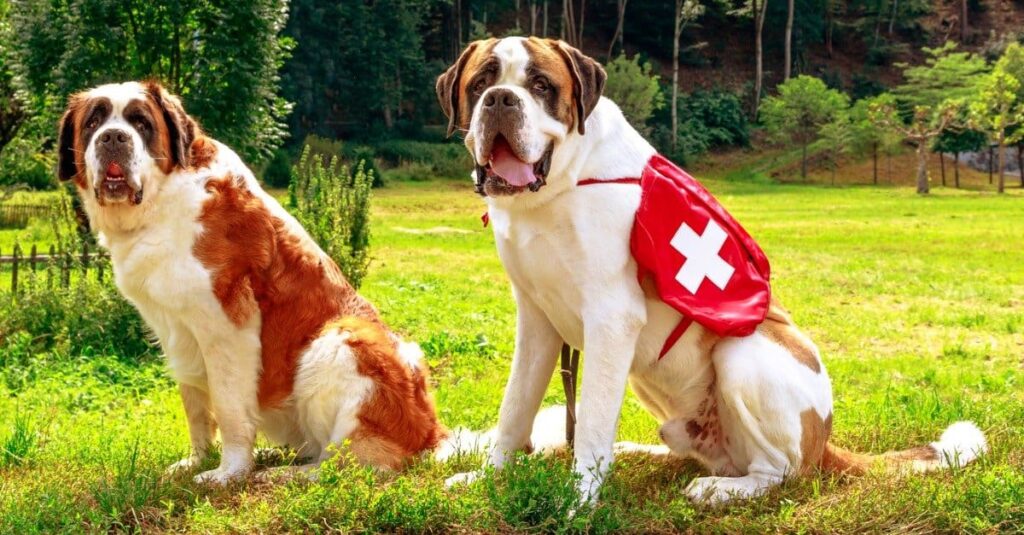 Saint Bernard search and rescue dogs
