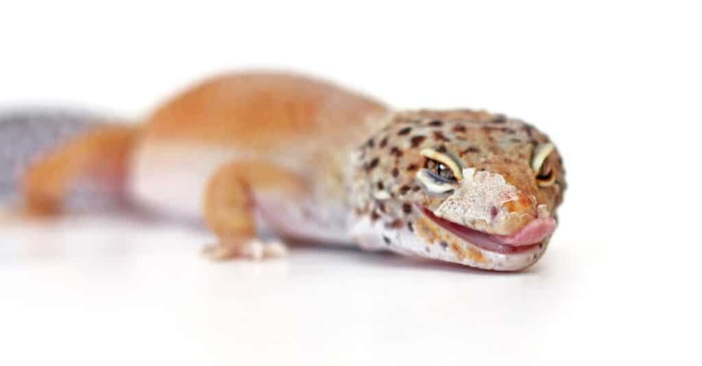 shedding-leopard-gecko