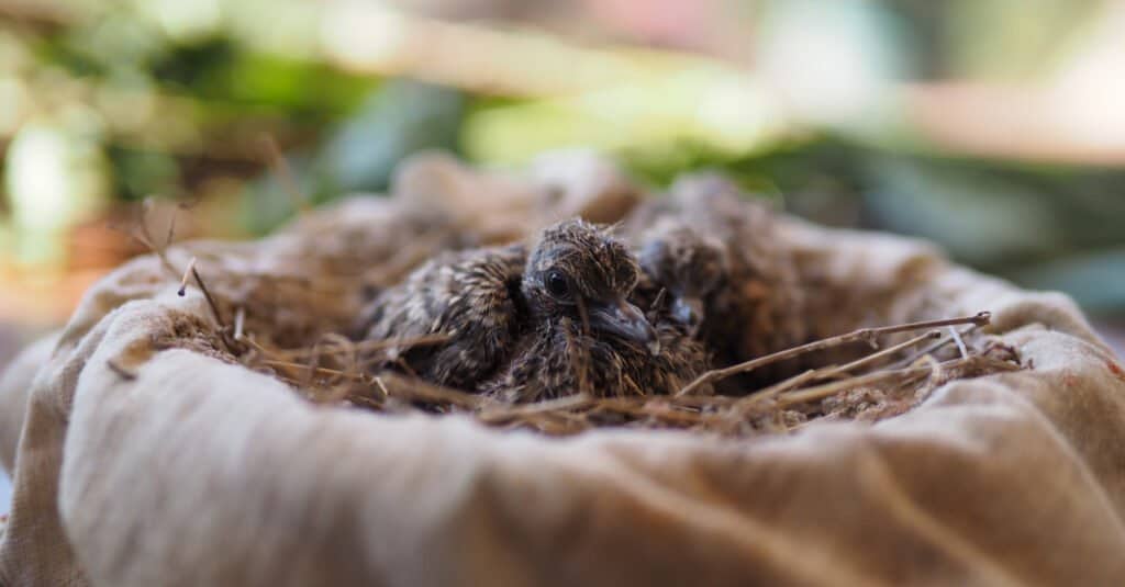 baby-pigeon-in-a-nest
