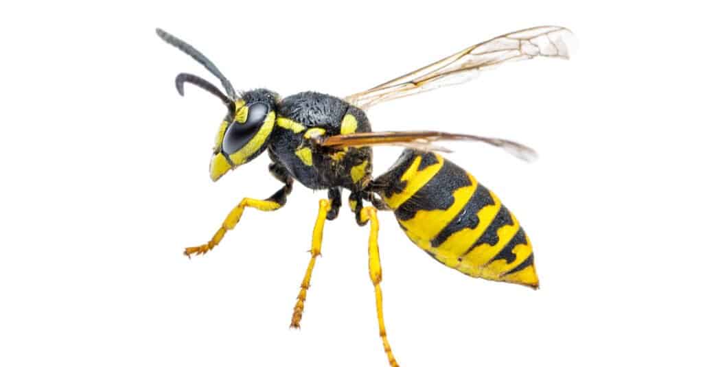 Yellow Jacket vs. Paper Wasp: The 7 Key Differences - A-Z Animals