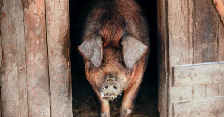 Largest Pigs - Duroc