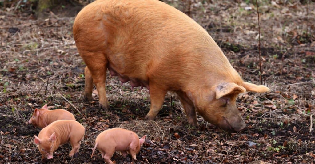 Largest Pigs - Tamworth Pig