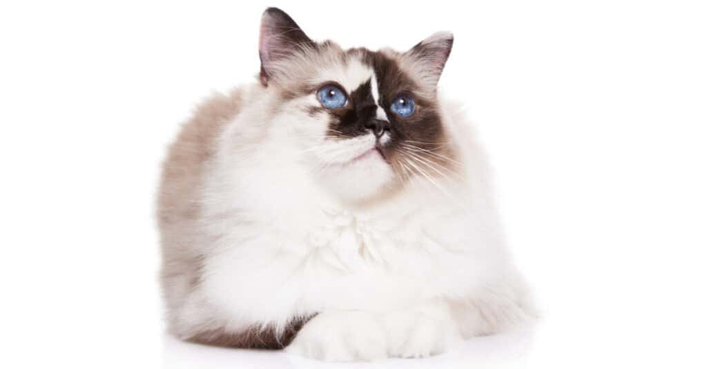 tortoiseshell-ragdoll-cat-laying-down-looking-up