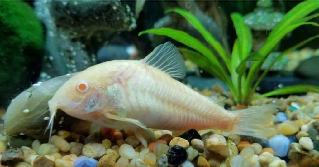 albino-corydora-fish