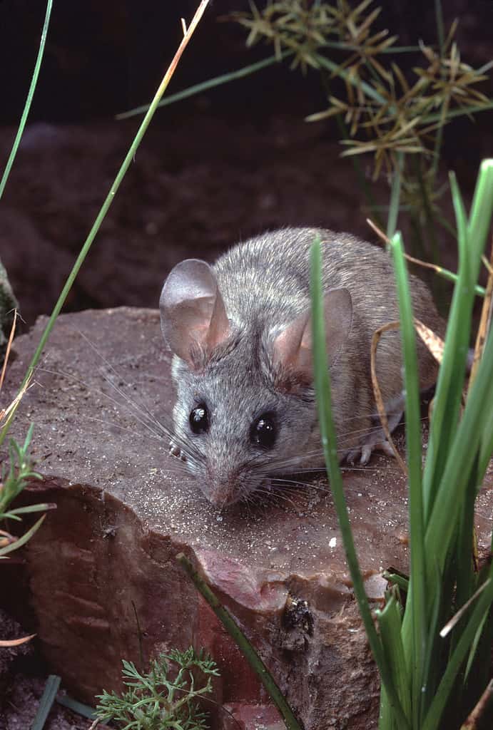 Cactus Mouse (Peromyscus Eremicus)