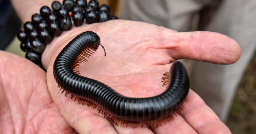 house millipede bite