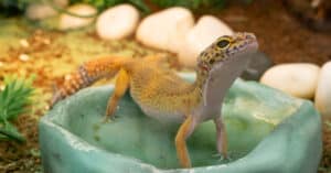 Can Leopard Geckos Swim? photo