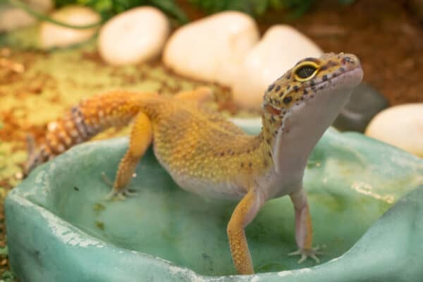 Leopard geckos enjoy enclosures with interesting backdrops