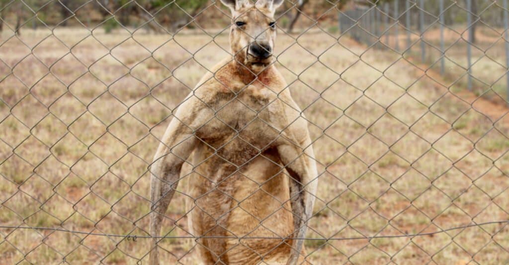 Boxing Kangaroos Why Do Kangaroos Box Each Other? AZ Animals